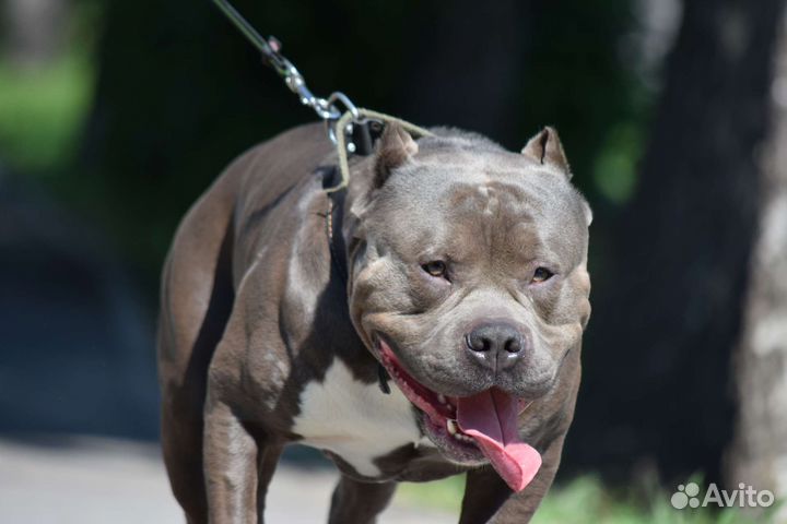 Американский булли вязка