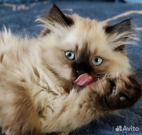 Волшебная и очаровательная