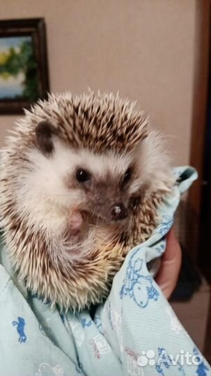 Африканский ежик