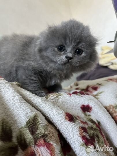 Шотландский вислоухий котенок