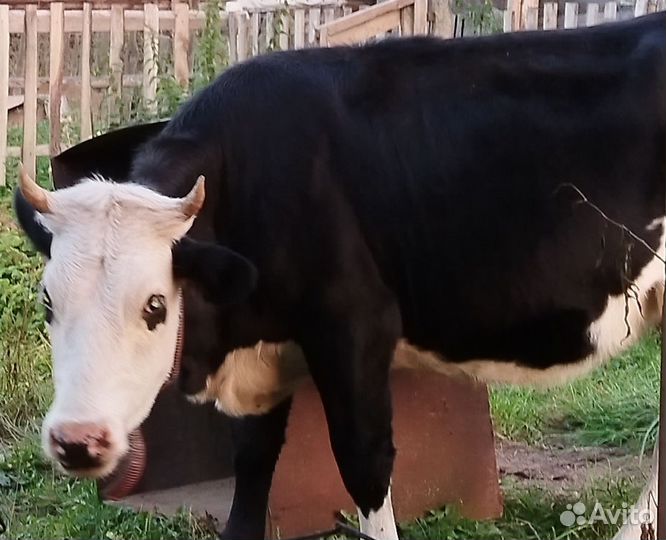 Мясо говядина домашняя