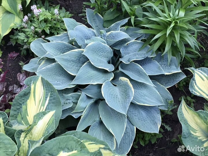 Многолетники хосты