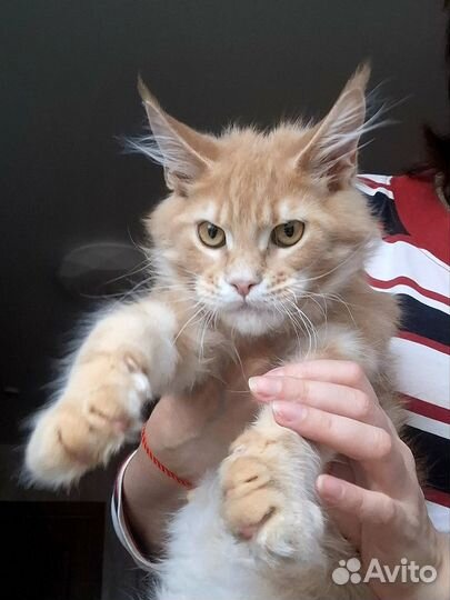 Мейн-кун кошечка в совладение