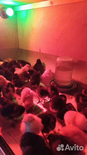 Инкубационное яйцо Джерсийский гигант, цыплята