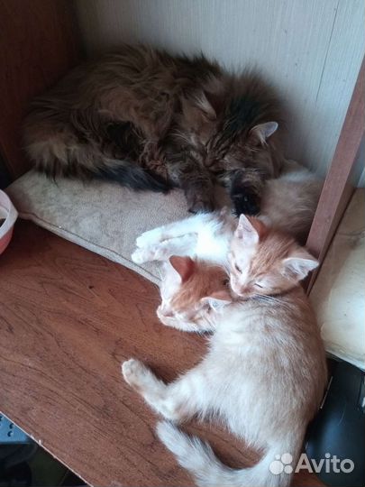Котята в добрые руки