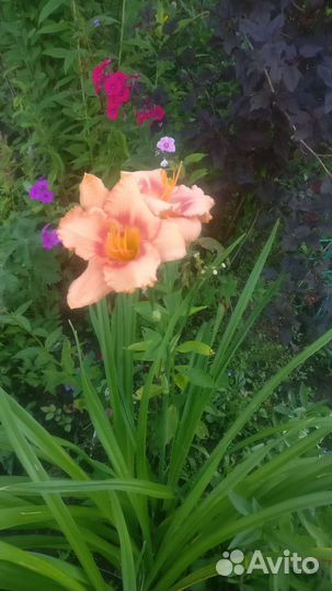 Спирея белая невеста