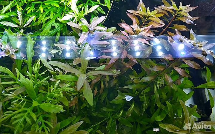 Растения - прополка