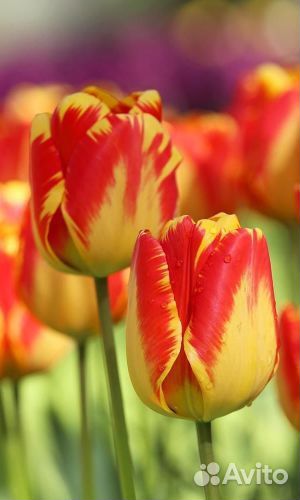 Луковицы тюльпанов оптом