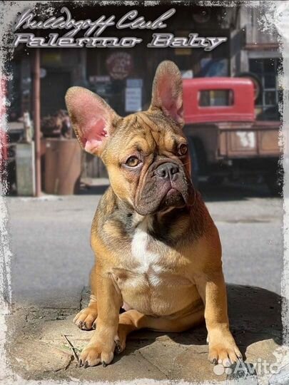 Французский бульдог эксклюзив