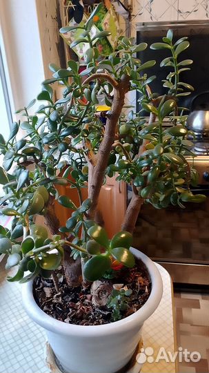 Комнатные растения цветы большие