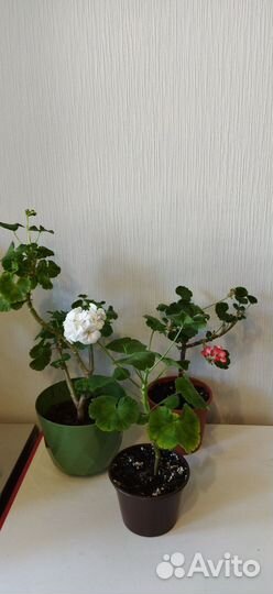 Герань (Пеларгония)