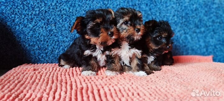 Щенки йорка