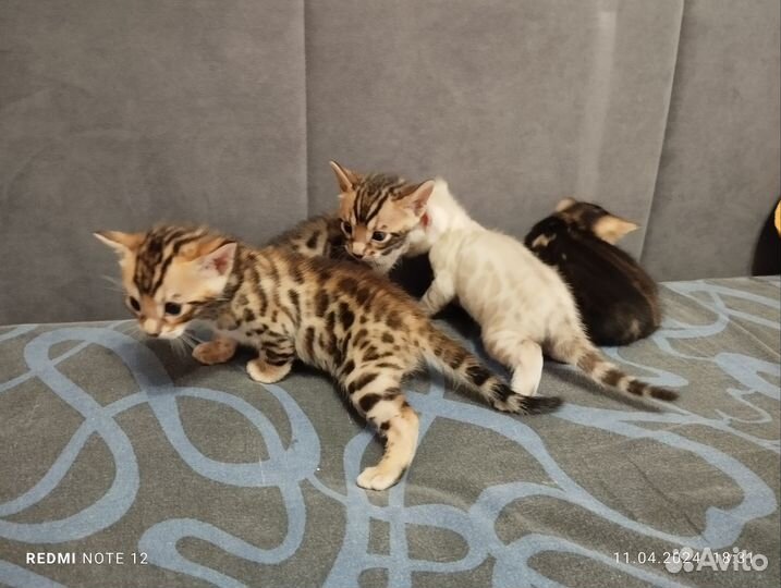 Бенгальские котята