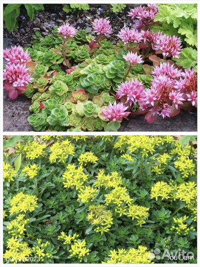 Ромашка матрикария (или танацетум) садовые цветы