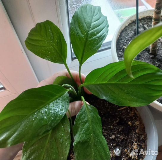 Комнатные цветы Пальма драцена