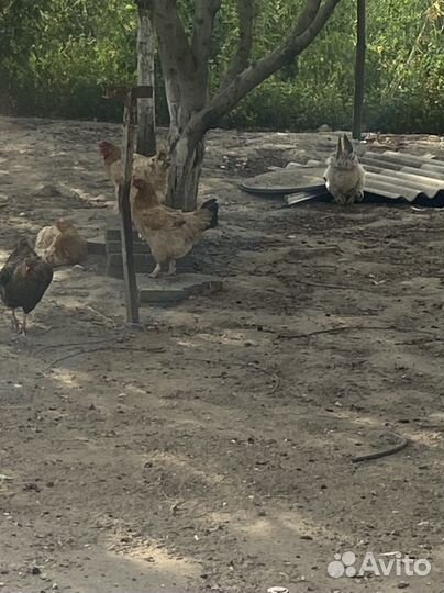Куры несушки продам