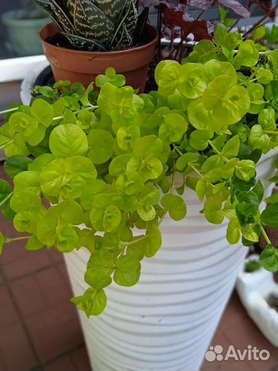 Саженцы садовых цветов