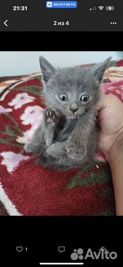 Котята отдам бесплатно