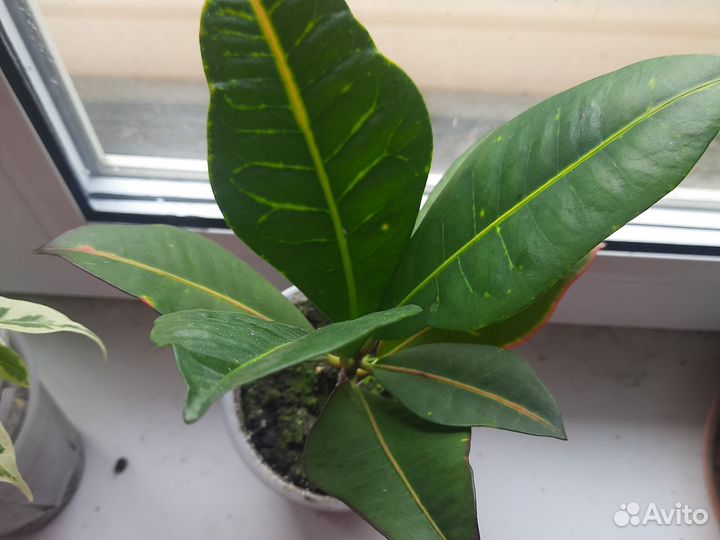 Комнатные цветы