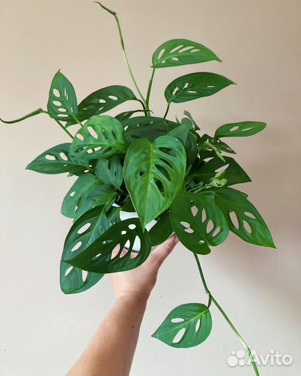 Монстера мини