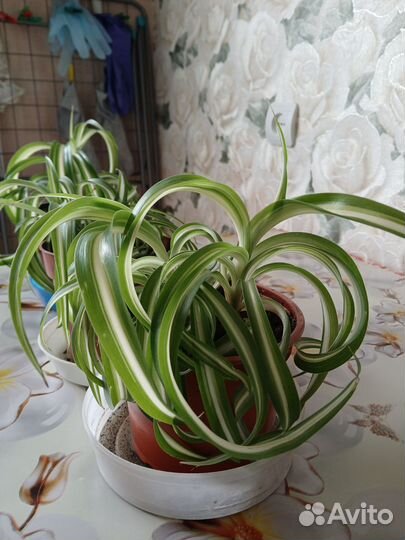 Хлорофитум кудрявый