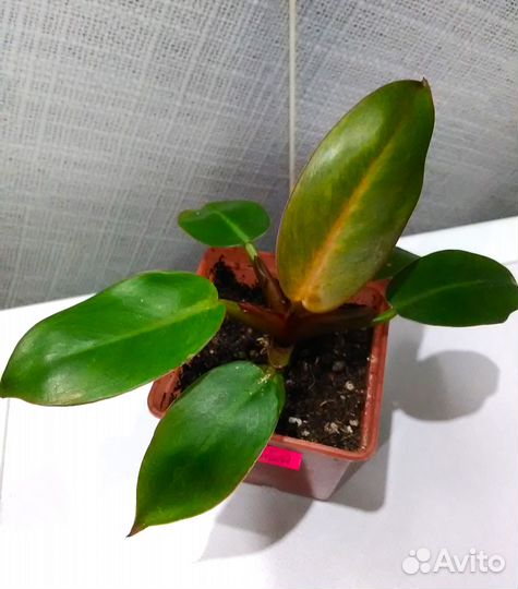 Филодендроны