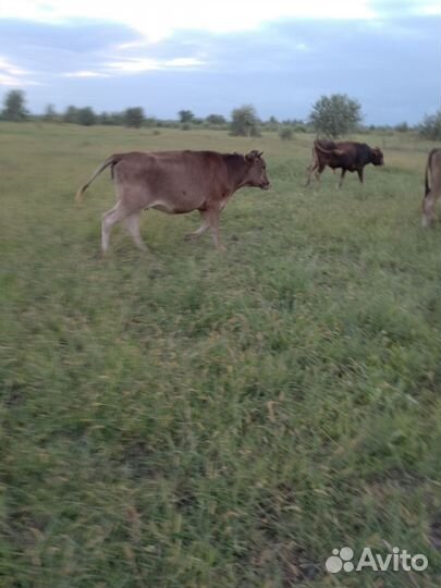 Телята, швицкая бычки