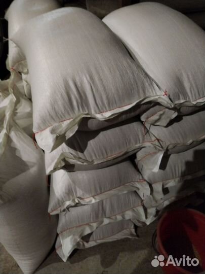 Зерно пшеница