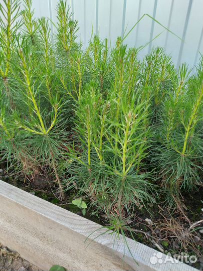 Лиственница сибирская