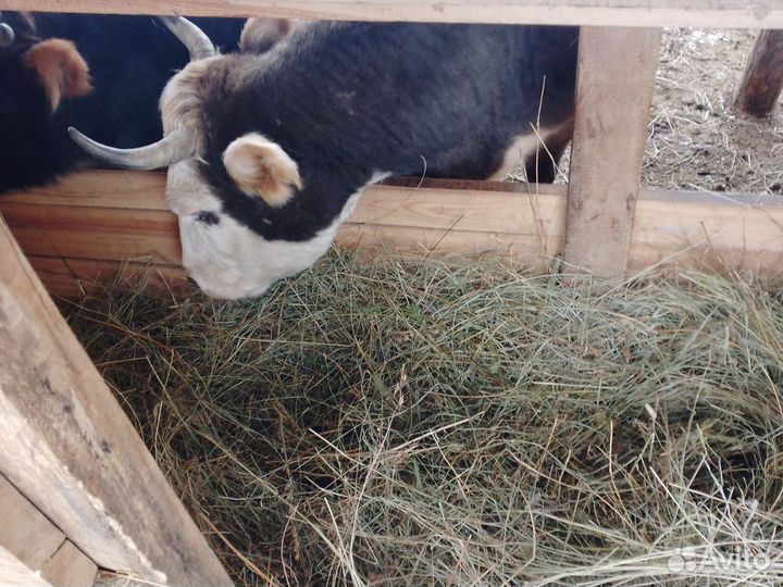 Продам сено в рулонах