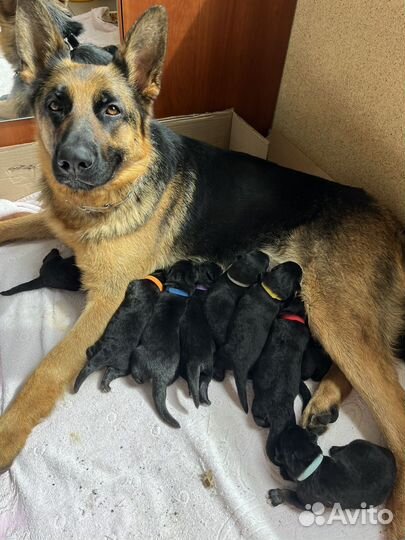 Щенки немецкой овчарки