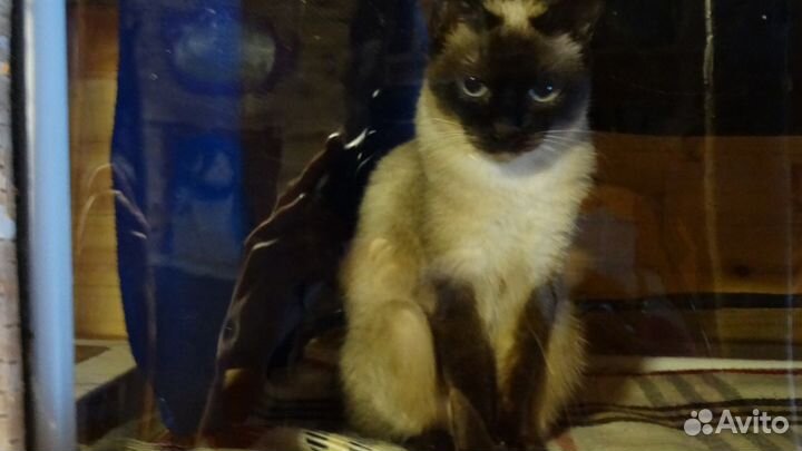 Котик той боб