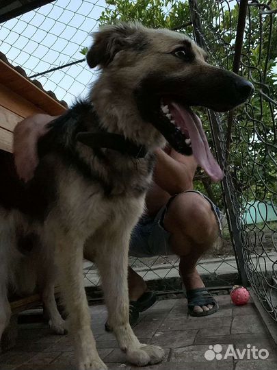 Собака метис немецкой овчарки в добрые руки