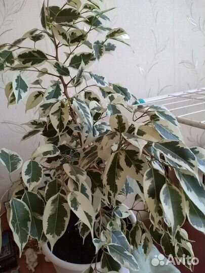 Фикус Бенджамина