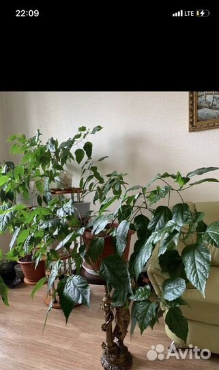 Комнатные растения