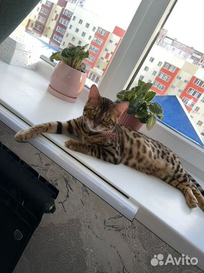 Бенгальские котята