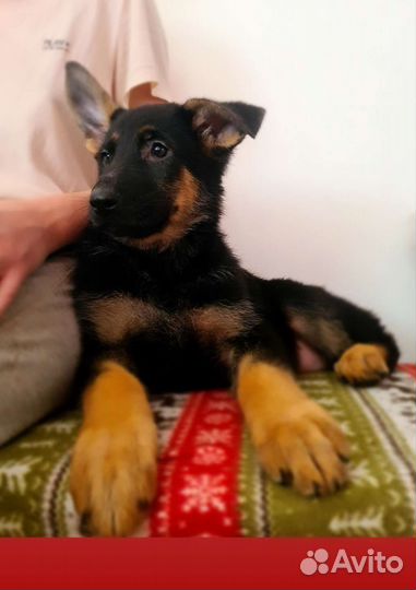 Щенки немецкой овчарки с документами