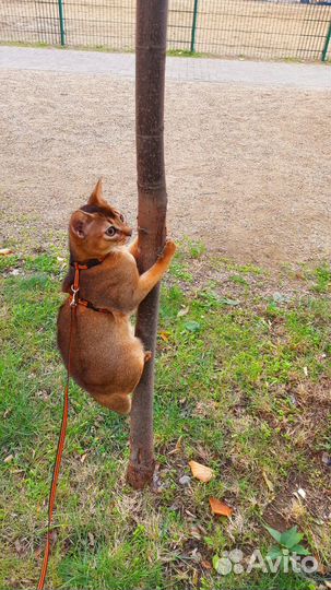 Абиссинская кошка ищет кота для случки