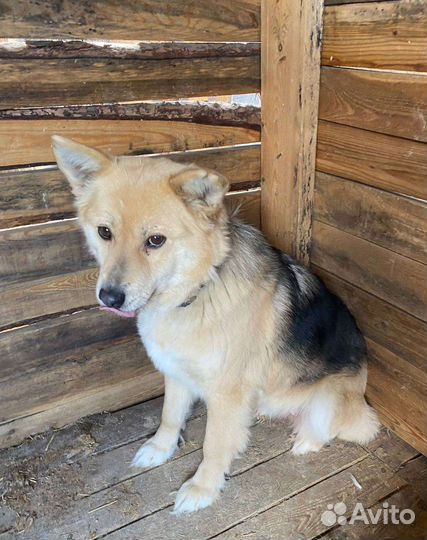 Маленькая собака звонок