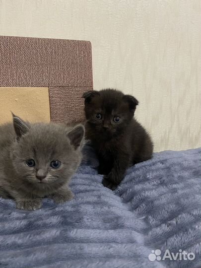 Шотландские котята