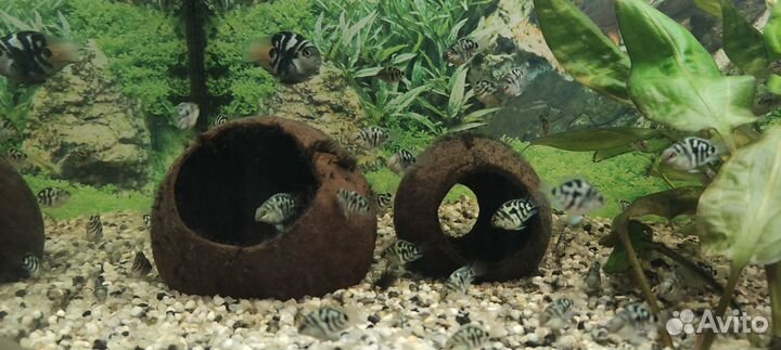 Сапфировый попугай, рыбка панда