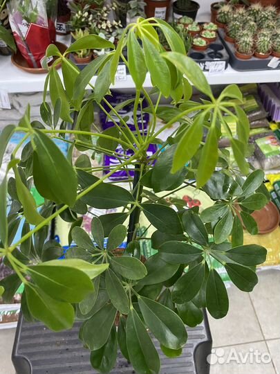 Шефлера нора