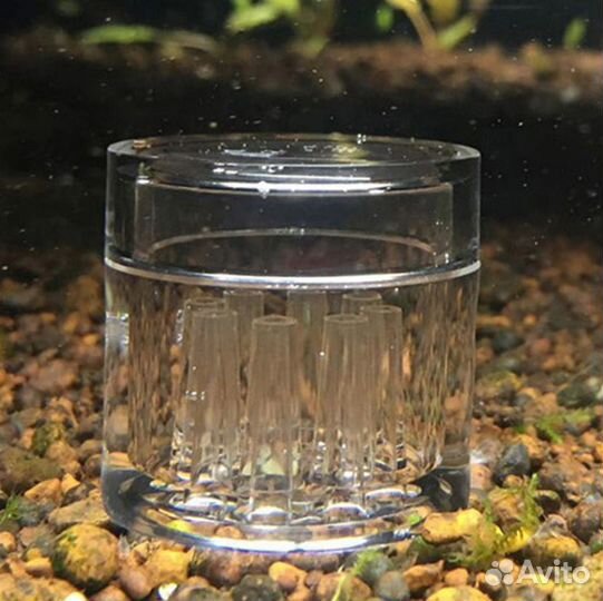 Ловушка для планарий нематод