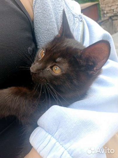 Котëнок, бесплатно, в добрые руки