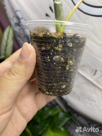 Филодендрон paraiso verde