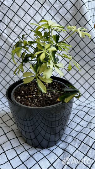 Шефлера жанин