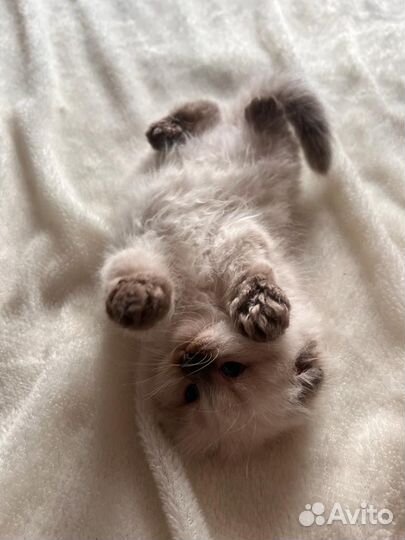 Сиамские котята