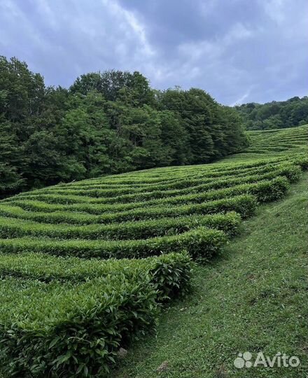 Экскурсия к слонам Сочи
