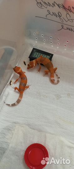 Эублефарчики