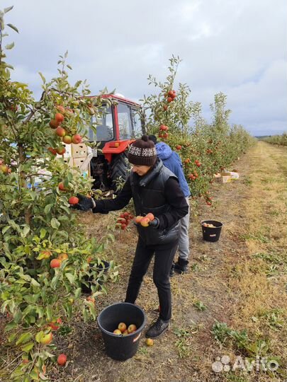 Яблоки самосбор